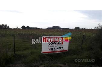 https://www.gallito.com.uy/venta-campo-carmelo-inmuebles-25617954