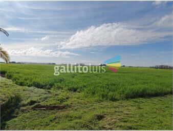 https://www.gallito.com.uy/espectacular-campo-90-has-agricolas-en-paysandu-inmuebles-26121533