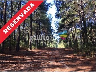 https://www.gallito.com.uy/chacra-paraje-arazati-inmuebles-26802109