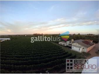 https://www.gallito.com.uy/terreno-de-23-9706has-bodega-viñedo-y-3-casas-en-venta-en-inmuebles-25917711