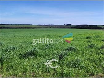 https://www.gallito.com.uy/campo-en-soriano-ref-8437-inmuebles-24334997