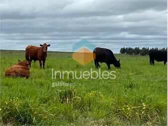https://www.gallito.com.uy/campo-en-venta-en-florida-estancia-completa-inmuebles-27311427