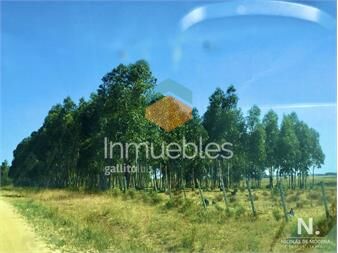 https://www.gallito.com.uy/campo-productivo-en-zona-jose-ignacio-inmuebles-25033647