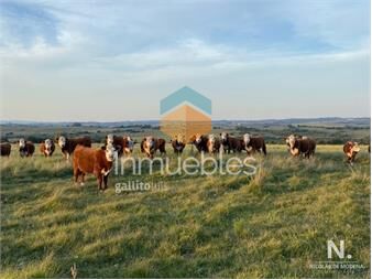 https://www.gallito.com.uy/campo-en-jose-ignacio-inmuebles-24745177