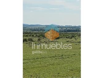 https://www.gallito.com.uy/campo-de-5-has-en-paraje-corte-de-la-leña-inmuebles-26912142