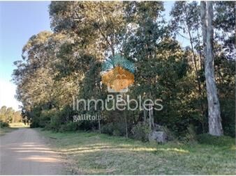 https://www.gallito.com.uy/venta-de-lote-en-sauce-de-portezuelo-punta-ballena-ref-inmuebles-25764200