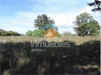https://www.gallito.com.uy/terreno-venta-paso-de-la-arena-luis-batlle-berres-a-pasos-u-inmuebles-20801658