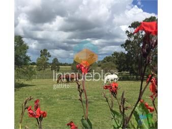 https://www.gallito.com.uy/5-has-en-la-pataia-inmuebles-22538425