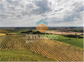 https://www.gallito.com.uy/colonia-39-hasolivar-inmuebles-27155889