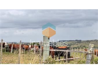 https://www.gallito.com.uy/campo-sobre-camino-los-molles-y-pueblo-garzon-inmuebles-26598605