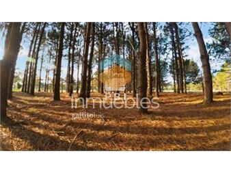 https://www.gallito.com.uy/terreno-en-la-serena-punta-ballena-ref-inmuebles-26591266