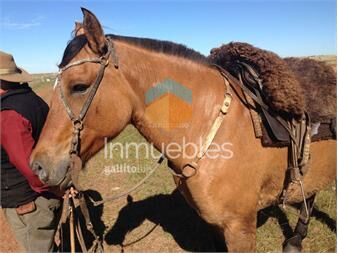 https://www.gallito.com.uy/estancia-agricola-ganadera-i-artigas-i-ha-2267-ic101-inmuebles-27311997