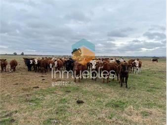 https://www.gallito.com.uy/establecimiento-ganadero-agricola-i-canelones-i-900-has-inmuebles-26029571