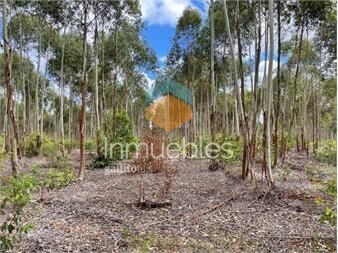 https://www.gallito.com.uy/forestal-i-canelones-inmuebles-27312541