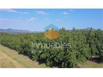 https://www.gallito.com.uy/chacra-con-plantacion-comercial-de-nogales-i-canelones-i-ha-inmuebles-27312559