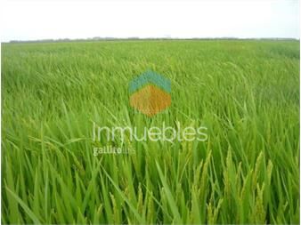 https://www.gallito.com.uy/estancia-agricola-ganadera-i-cerro-largo-i-ha-525-ic-113-inmuebles-27312714