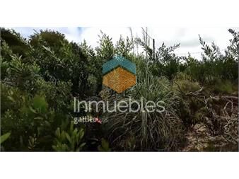 https://www.gallito.com.uy/terreno-en-punta-rubia-punta-rubia-inmuebles-27317484