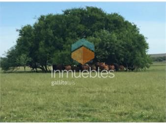 https://www.gallito.com.uy/establecimiento-ganadero-i-cerro-largo-i-ha-950-ic85-inmuebles-27317702