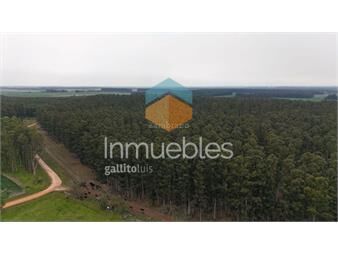 https://www.gallito.com.uy/campo-forestal-ganadero-en-durazno-inmuebles-27332498