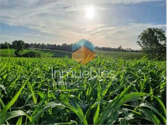 https://www.gallito.com.uy/campo-olivar-sobre-la-ruta-8-de-minas-inmuebles-24422066
