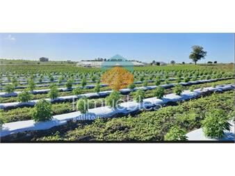 https://www.gallito.com.uy/campo-en-canelones-entre-san-ramon-y-tala-inmuebles-27337023