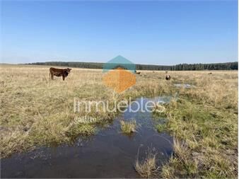 https://www.gallito.com.uy/campo-ganadero-en-paysandu-inmuebles-26416816