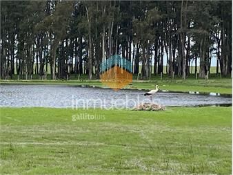 https://www.gallito.com.uy/campo-ganadero-en-rocha-inmuebles-26168368