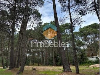 https://www.gallito.com.uy/terreno-en-venta-en-portezuelo-bosque-punta-inmuebles-27347134