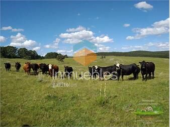 https://www.gallito.com.uy/hermoso-campo-de-355-hectareas-en-el-de-rocha-inmuebles-27008716