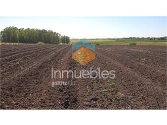 https://www.gallito.com.uy/excelente-oportunidad-de-inversion-campo-6-7has-inmuebles-23094714