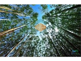 https://www.gallito.com.uy/campo-forestales-varios-inmuebles-27434275