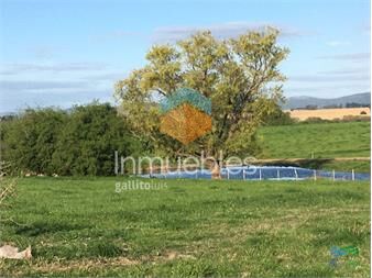https://www.gallito.com.uy/312-has-campaso-mixto-a-1-hora-de-mdeo-y-punta-inmuebles-26177718