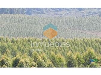 https://www.gallito.com.uy/campos-forestales-varios-inmuebles-27434326