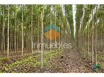 https://www.gallito.com.uy/campos-forestales-varios-inmuebles-27434325