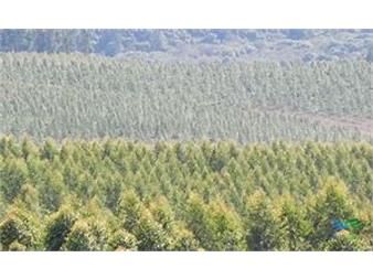 https://web5.gallito.com.uy/campos-forestales-varios-inmuebles-27441354