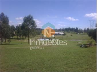 https://www.gallito.com.uy/hermosa-chacra-con-produccion-de-olivos-inmuebles-24745176
