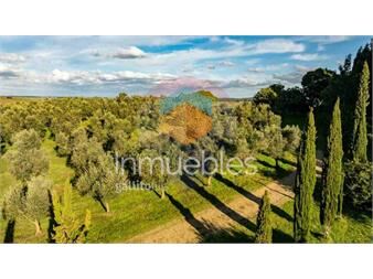 https://www.gallito.com.uy/venta-de-campo-con-olivos-en-rocha-inmuebles-27493953