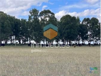 https://www.gallito.com.uy/campo-en-durazno-inmuebles-25573585