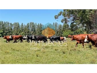 https://www.gallito.com.uy/campo-18-has-a-10-km-de-san-carlos-inmuebles-26238056