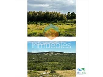 https://web5.gallito.com.uy/555-has-campo-mixto-ganadero-forestal-inmuebles-26208716