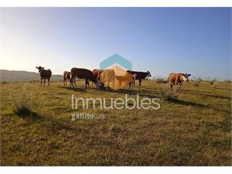 https://www.gallito.com.uy/campo-en-venta-km-340-de-ruta-8-4ta-sec-de-33-inmuebles-27535972
