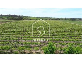 https://www.gallito.com.uy/venta-bodega-viñedo-con-5-casas-en-camino-chico-inmuebles-27616522