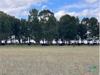 https://www.gallito.com.uy/campo-en-durazno-inmuebles-25573585