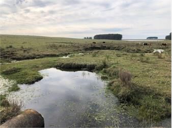 https://www.gallito.com.uy/establecimientos-ganadero-agricolas-i-cerro-largo-i-ha-650-inmuebles-27312756