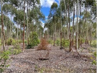 https://web5.gallito.com.uy/forestal-i-canelones-inmuebles-27312541
