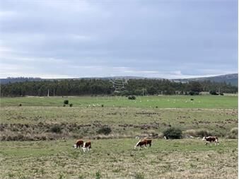 https://www.gallito.com.uy/campo-de-22-has-6862-m2-cerca-de-punta-del-este-inmuebles-25155165