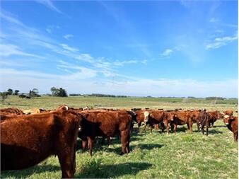 https://www.gallito.com.uy/campo-en-partido-norte-frente-a-camino-inmuebles-27649647