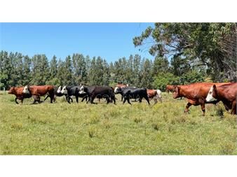 https://www.gallito.com.uy/campo-18-has-a-10-km-de-san-carlos-inmuebles-26238056