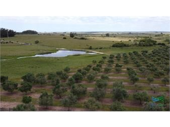 https://www.gallito.com.uy/28-has-a-5-kms-de-garzon-con-5000-olivos-inmuebles-24785923