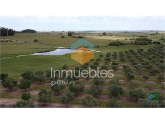https://www.gallito.com.uy/28-has-a-5-kms-de-garzon-con-5000-olivos-inmuebles-24785923